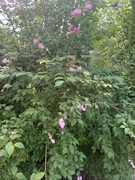 Ungarsk syrin (Syringa josikaea)