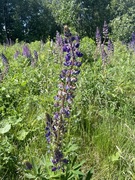 Hagelupin (Lupinus polyphyllus)
