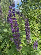 Hagelupin (Lupinus polyphyllus)