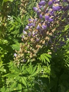Hagelupin (Lupinus polyphyllus)