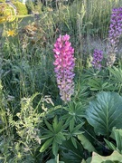 Hagelupin (Lupinus polyphyllus)