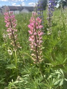 Hagelupin (Lupinus polyphyllus)