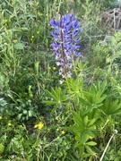 Hagelupin (Lupinus polyphyllus)
