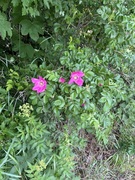 Rynkerose (Rosa rugosa)