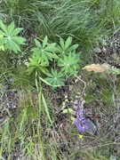 Hagelupin (Lupinus polyphyllus)