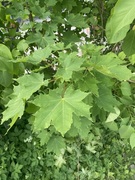 Sycamore (Acer pseudoplatanus)