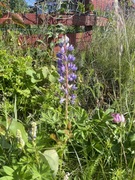 Hagelupin (Lupinus polyphyllus)