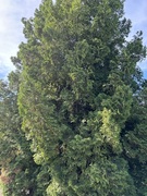 Tuja/kjempetuja (Thuja plicata /occidentalis)