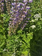 Hagelupin (Lupinus polyphyllus)