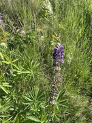 Hagelupin (Lupinus polyphyllus)