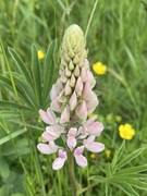 Hagelupin (Lupinus polyphyllus)