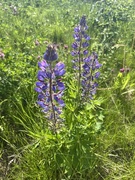 Hagelupin (Lupinus polyphyllus)