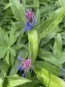 Honningknoppurt (Centaurea montana)