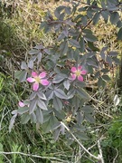 Doggrose (Rosa glauca)