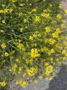 Russekål (Bunias orientalis)
