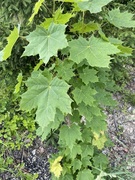 Sycamore (Acer pseudoplatanus)