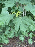 Sycamore (Acer pseudoplatanus)