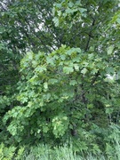 Sycamore (Acer pseudoplatanus)