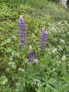 Hagelupin (Lupinus polyphyllus)