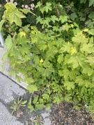 Sycamore (Acer pseudoplatanus)