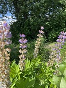 Hagelupin (Lupinus polyphyllus)