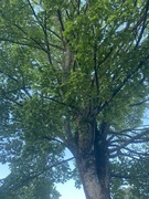 Sycamore (Acer pseudoplatanus)