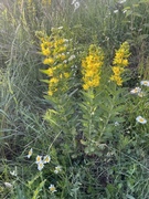 Fagerfredløs (Lysimachia punctata)