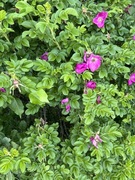 Rynkerose (Rosa rugosa)