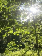 Sycamore (Acer pseudoplatanus)