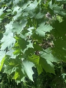 Sycamore (Acer pseudoplatanus)