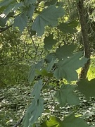 Sycamore (Acer pseudoplatanus)