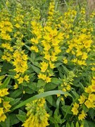 Fagerfredløs (Lysimachia punctata)