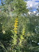 Fagerfredløs (Lysimachia punctata)