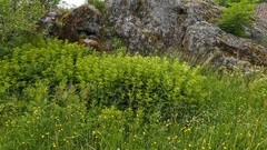 Fagerfredløs (Lysimachia punctata)