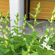 Storklokke (Campanula latifolia)