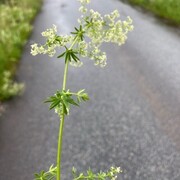 Stormaure (Galium mollugo)