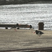 Tjeld (Haematopus ostralegus)