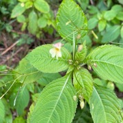 Mongolspringfrø (Impatiens parviflora)