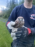Tårnfalk (Falco tinnunculus)