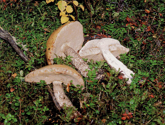 Rødskrubb