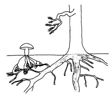 Symbiose