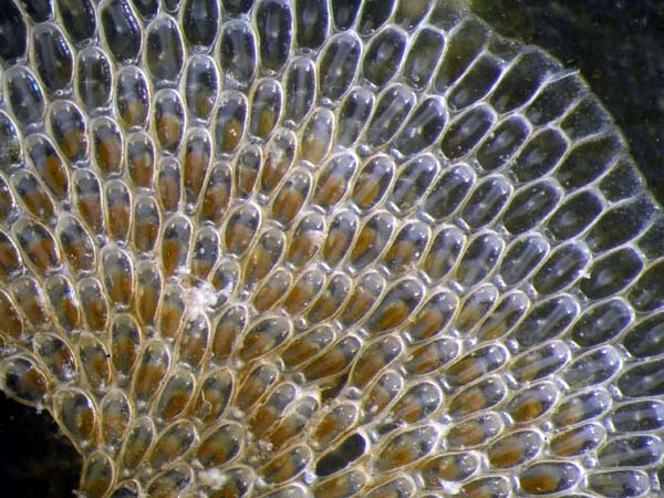 029 Bryozoa 03