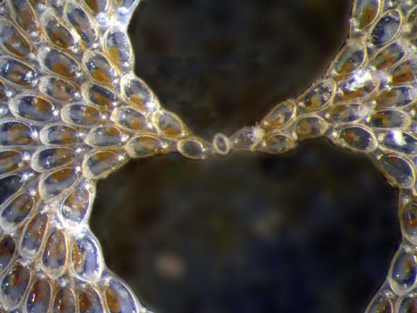 029 Bryozoa 04