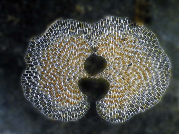 029 Bryozoa 05