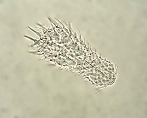 033F Gastrotricha 001