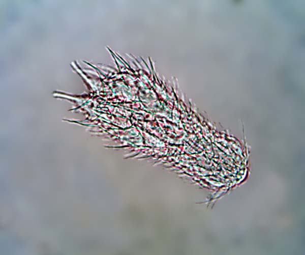 033F Gastrotricha 002