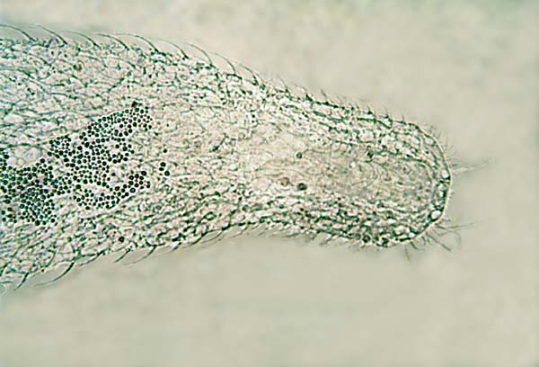 033F Gastrotricha 003