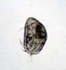 035F Ostracoda- Musselkrafta 001