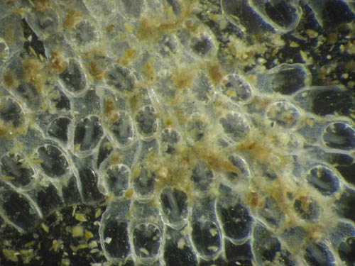 Bryozoa, Electra