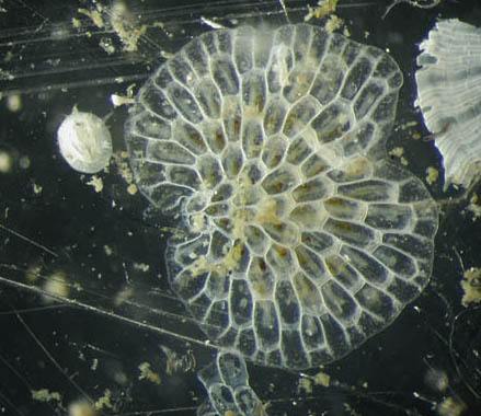 Bryozoa, Membranipora_1